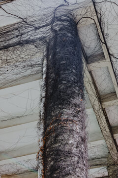Dead Vines Covering White Concrete Pillar