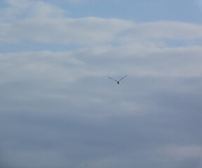Seagull over clouds