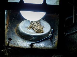 Lizard inside a lantern