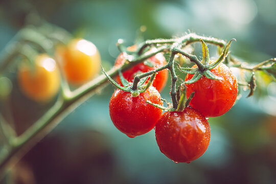 Fresh, ripe red cherry tomatoes on a vine, glistening with water drops in a sunny organic garden, close-up with soft bokeh background, healthy food concept, natural produce.