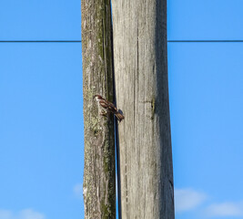 Sparrow on vertical poles