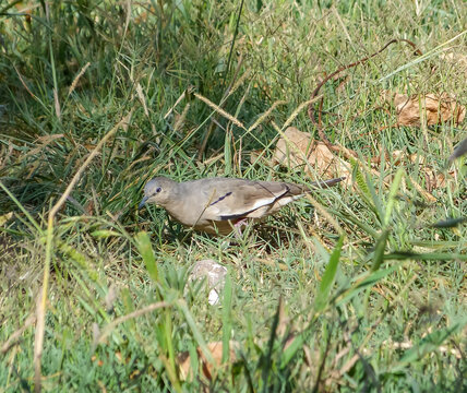 Pigeon walking on grass