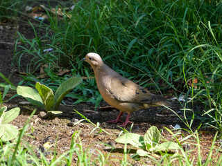 Pigeon walking on grass