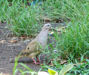 Pigeon walking on grass