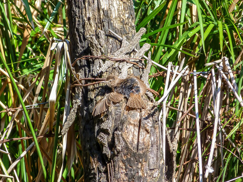 Bird hiding from predators