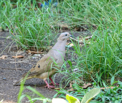 Pigeon walking on grass