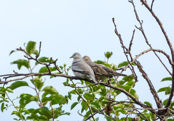 Lover birds on a branch