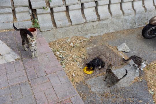 street cats eat food from a bowl