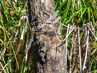 Bird hiding from predators