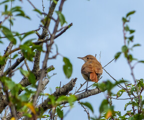 Furnarius rufus bird on a branch