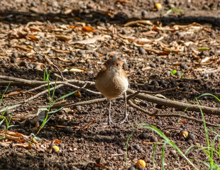 Bird walking searching for food
