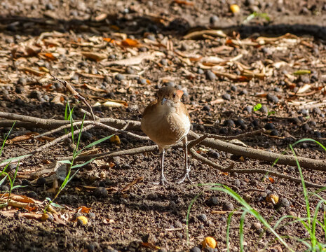 Bird walking searching for food