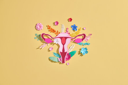 Artistic representation of the female reproductive system