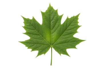 Fototapeta premium Vibrant green maple leaf isolated on a transparent background, showcasing its intricate veins and delicate texture