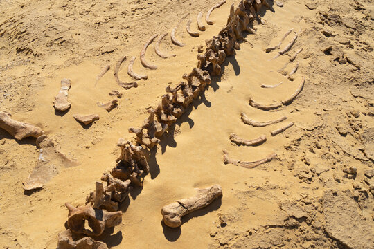 Wadi Al Hitan Bones