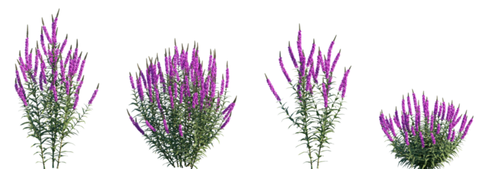 Set of Lythrum salicaria (purple-loosestrife) frontal isolated png on a transparent background perfectly cutout high resolution
