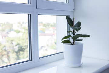 Ficus elastica robusta house plant in a white flower pot on a window sill in apartment.