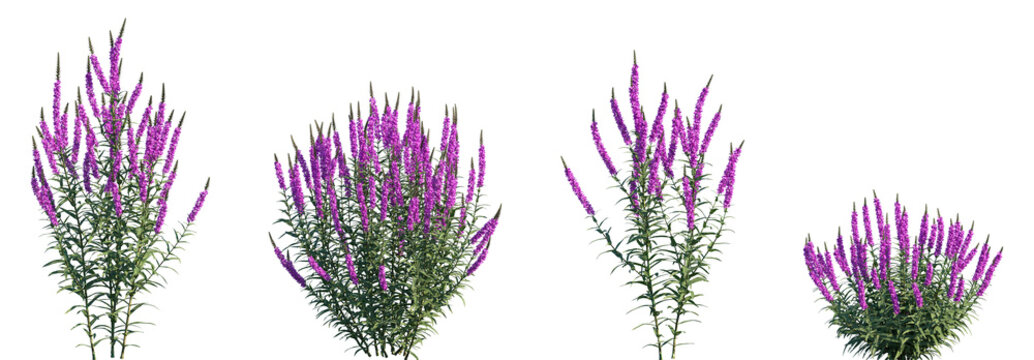 Set of Lythrum salicaria (purple-loosestrife) frontal isolated png on a transparent background perfectly cutout high resolution