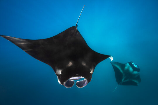Manta Rays 