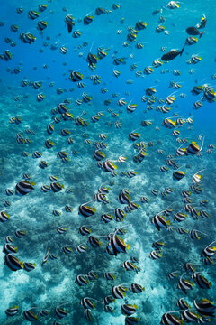 School of Fish