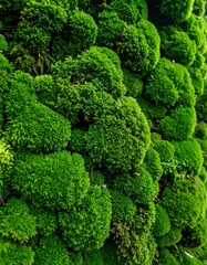 Close-up of a textured wall of vibrant green moss