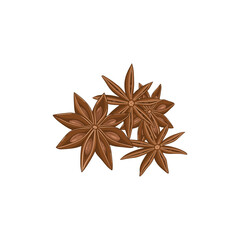 Vector illustration of dried star anise spice, detailed botanical design with star-shaped pods, isolated on white background