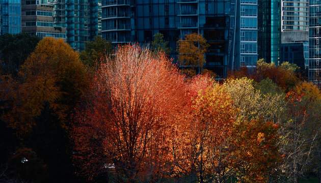 Autumn Reflections on Vancouver Skyscrapers
