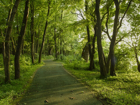 Fototapeta Ancient Camphor Forest Trail at Sunset in Jiangxi 
