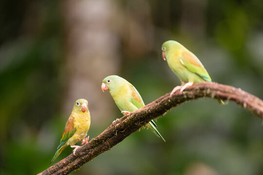 Orange-Chinned Parakeets In The Rainforest  