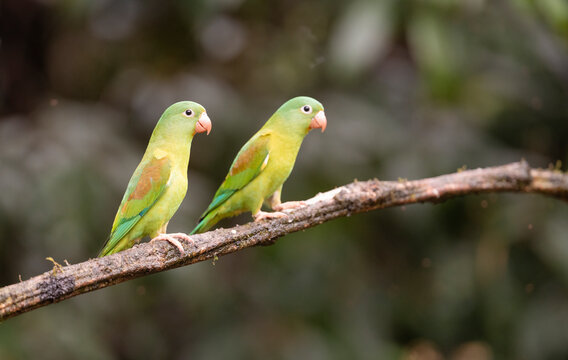 Orange-Chinned Parakeets Perched On Branch  
