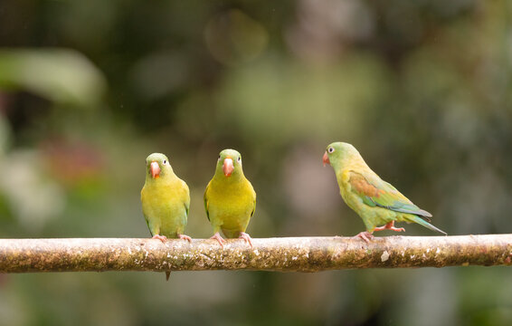 Orange-Chinned Parakeets Sitting On A Tree Branch 