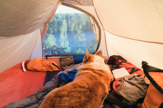 hiker with dogCorgi Looking Out from Tent at Forest Lake