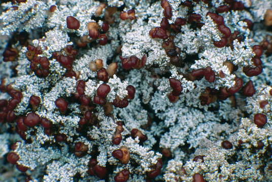 Closeup macro reproductive organs lichens Blue Ridge Mountains