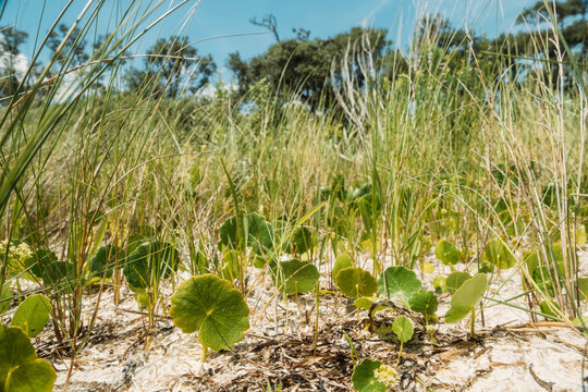 Coastal Vegetation on Florida Beach