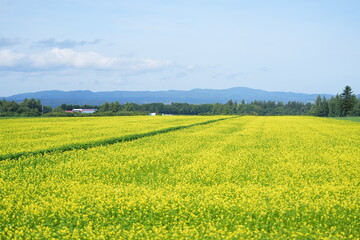 Obraz premium Vast Fields of Canola Blossoms near Märchen Hill