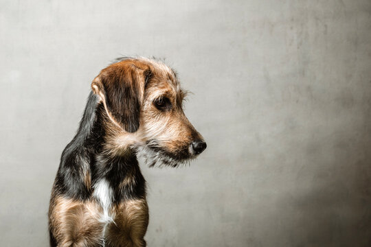 Adorable Dog Sitting Quietly Against a Neutral Background