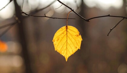 Single golden leaf hanging from branch in autumn