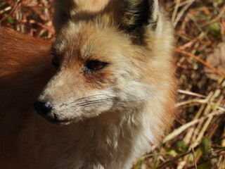 Portrait of a red fox, that lives within the wetland forest, of the Bombay Hook National Wildlife Refuge, Kent County, Delaware.