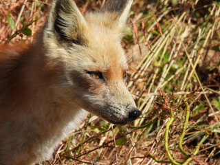 Portrait of a red fox, that lives within the wetland forest, of the Bombay Hook National Wildlife Refuge, Kent County, Delaware. 