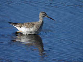 A greater yellowlegs, wading within the wetland waters of the Bombay Hook National Wildlife Refuge, Kent County, Delaware.