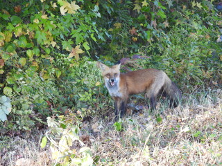 A red fox living within the wetland forest of Bombay Hook National Wildlife Refuge, Kent County, Delaware. 