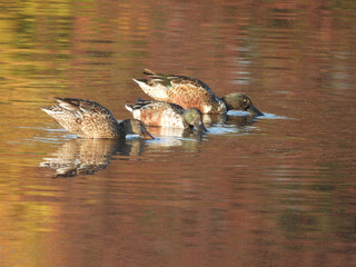 Hungry, Northern shoveler ducks, foraging the wetland waters for aquatic food to eat. Autumn season reflections upon calm water. Bombay Hook National Wildlife Refuge, Kent County, Delaware.