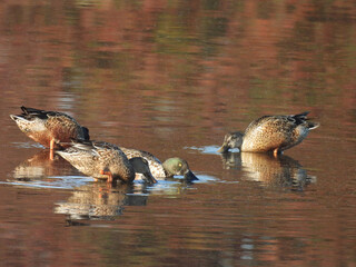 Hungry, Northern shoveler ducks, foraging the wetland waters for aquatic food to eat. Autumn season...