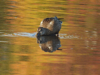 Hungry, Northern shoveler duck, foraging the wetland waters for aquatic food to eat. Autumn season reflections upon calm water. Bombay Hook National Wildlife Refuge, Kent County, Delaware.  