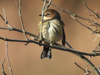 A yellow-rumped, myrtle, warbler, perched on a branch. Bombay Hook National Wildlife Refuge, Kent County, Delaware.