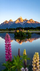 Mountain reflection on still lake with lupines