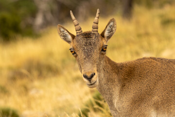Iberian ibex cub standing in yellow grass field