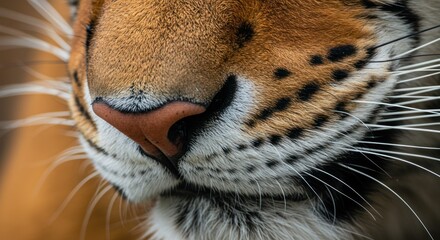 Obraz premium Macro photography capturing the majestic detail of a tiger's nose and whiskers, highlighting its wild essence