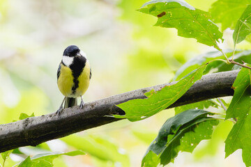 great tit parus major