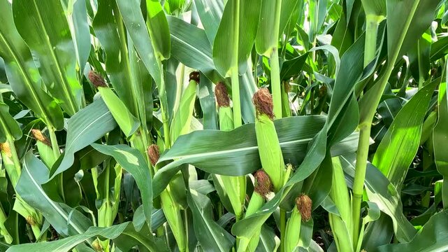 Corn Cobs with Dried Brown Silk Looking Close-Up in the Cornfield